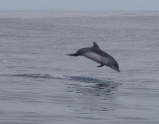 atlantintäplädelfiini