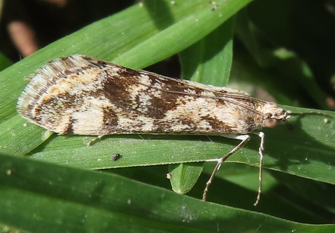 Evergestis isatidalis Kanarialta